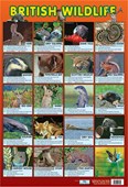 British Wildlife Native British Animals